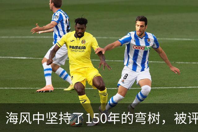 海风中坚持了150年的弯树，被评为英国年度树王
